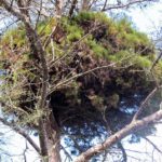 05 Síntomas de  Escoba de brujas sobre un Pinus halepensis, causados por la infección de Candidatus  Phytoplasma pini.
Autor:  Juan Bibiloni.