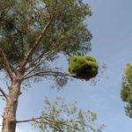 06 Síntomas de  Escoba de brujas sobre un Pinus halepensis, causados por la infección de Candidatus  Phytoplasma pini.
Autor:  Juan Bibiloni.