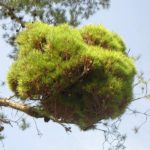 07 Síntomas de  Escoba de brujas sobre un Pinus halepensis, causados por la infección de Candidatus  Phytoplasma pini.
Autor:  Juan Bibiloni.