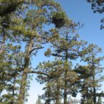 08 Síntomas de  Escoba de brujas sobre un Pinus canariensis.causadas por la infección de Candidatus  Phytoplasma pini.
Autor:  Juan Bibiloni.