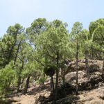 09 Síntomas de  Escoba de brujas sobre un Pinus canariensis.causadas por la infección de Candidatus  Phytoplasma pini.
Autor:  Juan Bibiloni.