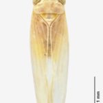 Chicharrita Dalbulus maidis vector transmisor de Spiroplasma kunkelii. Autor: James Turner, National-Museum-Wale