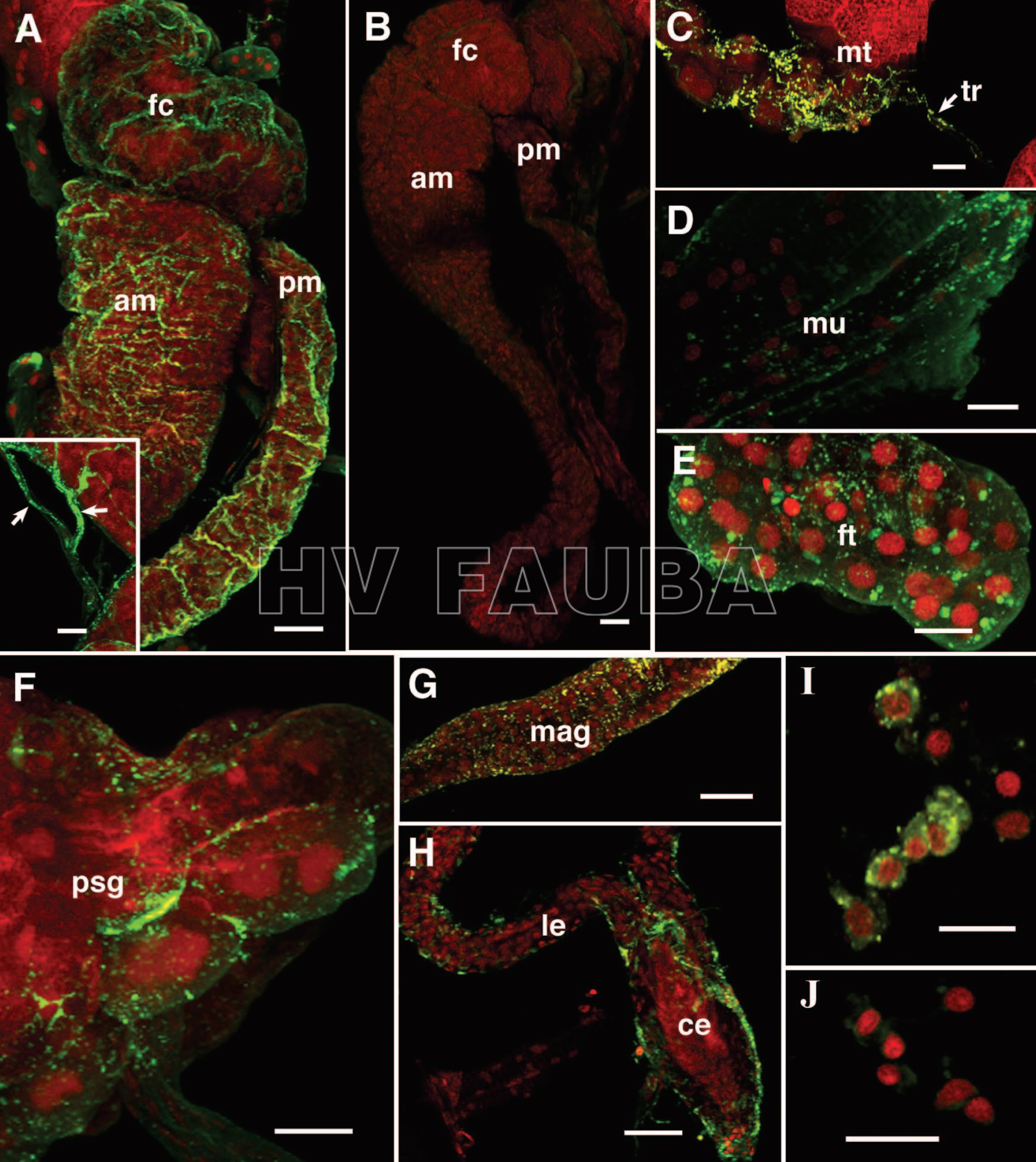 Imágenes confocales (AH) de órganos de montaje de todo el vector D. maidis, 2 a 3 semanas después de la exposición a plantas infectadas con CSS durante 1 semana, inmunomarcadas para CSS con Alexa Fluor (fluorescencia verde) y teñidas para núcleos con yoduro de propidio (rojo). Infectado (A) y control (B). Localización de CSS en la cámara de filtro (fc, filter chamber), intestino medio anterior (am, anterior midgut), intestino medio posterior (pm, posterior midgut) y tráqueas del intestino medio (recuadro, flechas). (CH) Localización de CSS en túbulos de Malpighi (mt, Malpighian tubules) y tráqueas asociadas (tr, associated tracheae), tejido muscular (mu, muscle tissue), tejido adiposo (ft, fat tissue), glándula salival principal (psg, principle salivary gland), glándula accesoria masculina (mag, male accessory gland), Conductos eyaculatorios laterales (le) y comunes (ce). (I y J) Hemocito de fluido corporal de D. maidis infectados (I) y de control (J) teñidos para los núcleos (rojo) e inmunomarcados para CSS (fluorescencia verde). Barras de escala, 50 uM (A, B, F, G y H) y 20 uM (A, recuadro; C, D, E, I y J). Autor: Ammar & Hogenhout, 2005