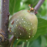 Zoogleas de Erwinia sobre manzana. Autor: ACIMOVIC S. G., 2011