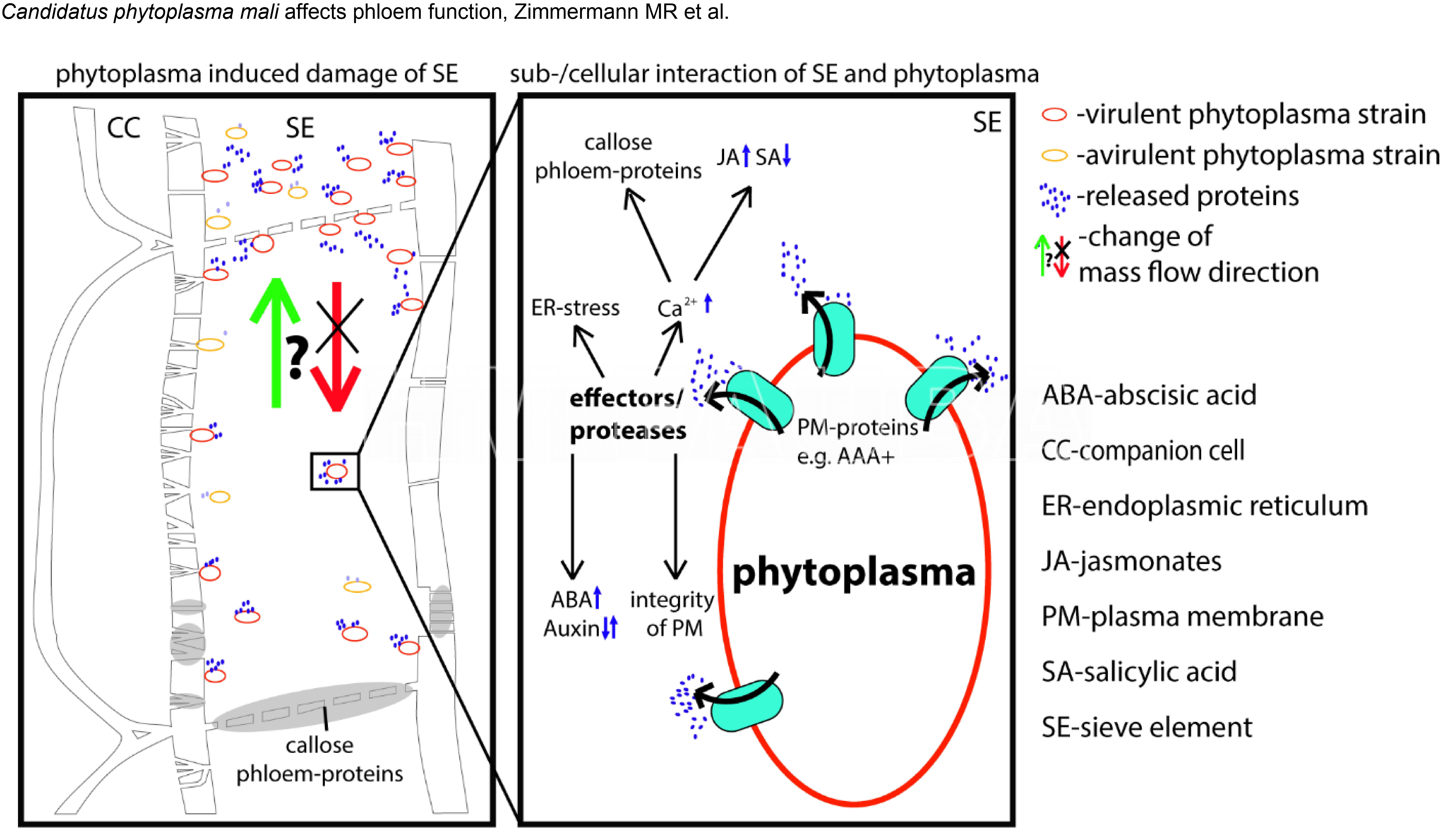 Modelo propuesto por Zimmermann et al., 2015 sobre el nivel (sub)celular de interacción planta-fitoplasma.
