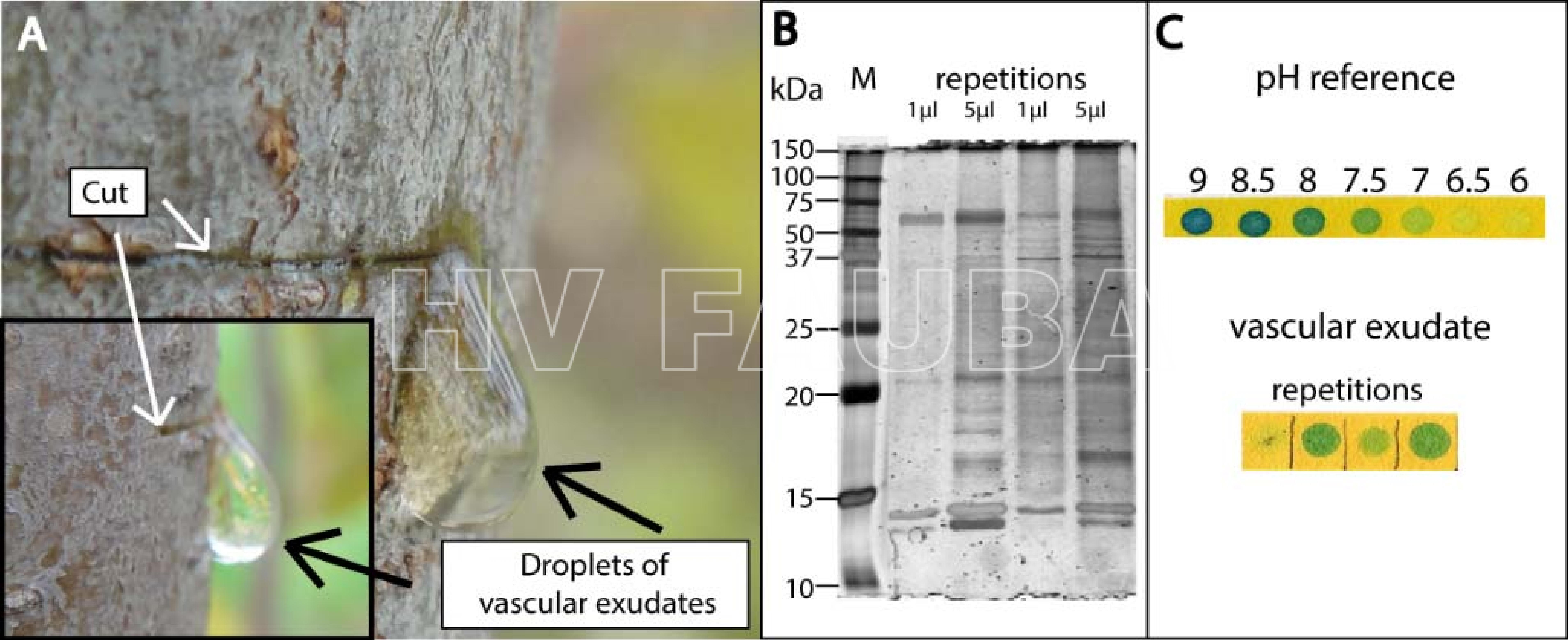 Manzano infectado con Candidatu P. mali mostrando exudación vascular inducida por la herida. El gran volumen (~300 µl) por gota (A), las numerosas proteínas (B) y el pH citoplásmico de 7.5‐8 (C) indican el contenido del tubo criboso. El exudado se recogió del tallo de un manzano después de cortarlo con una pipeta y se transfirió a un tampón de muestra reductor concentrado 4 veces (Roti-Load 1; Carl-Roth, Karlsruhe, Alemania) en la proporción de 1: 3. Se realizó un SDS-PAGE unidimensional de exudado de acuerdo con Laemmli (1970) utilizando un gel de apilamiento al 4% y un gel de separación al 12% en un sistema de electroforesis MiniProtean 3 (Bio-Rad Laboratories, Hercules, CA, EE. UU.) Con precisión Plus Protein Standard – All Blue (Bio-Rad) como marcador de tamaño de proteína. Los geles se tiñeron con plata (Heukeshoven y Dernick 1988). Los exudados (V = 1–4 µL) se colocaron en papel indicador (Macherey-Nagel, Düren, Alemania). Se utilizaron tampones MES / TRIS con diferentes valores de pH (4-9.7) para la línea de calibración. Autor: Zimmermann et al., 2015
