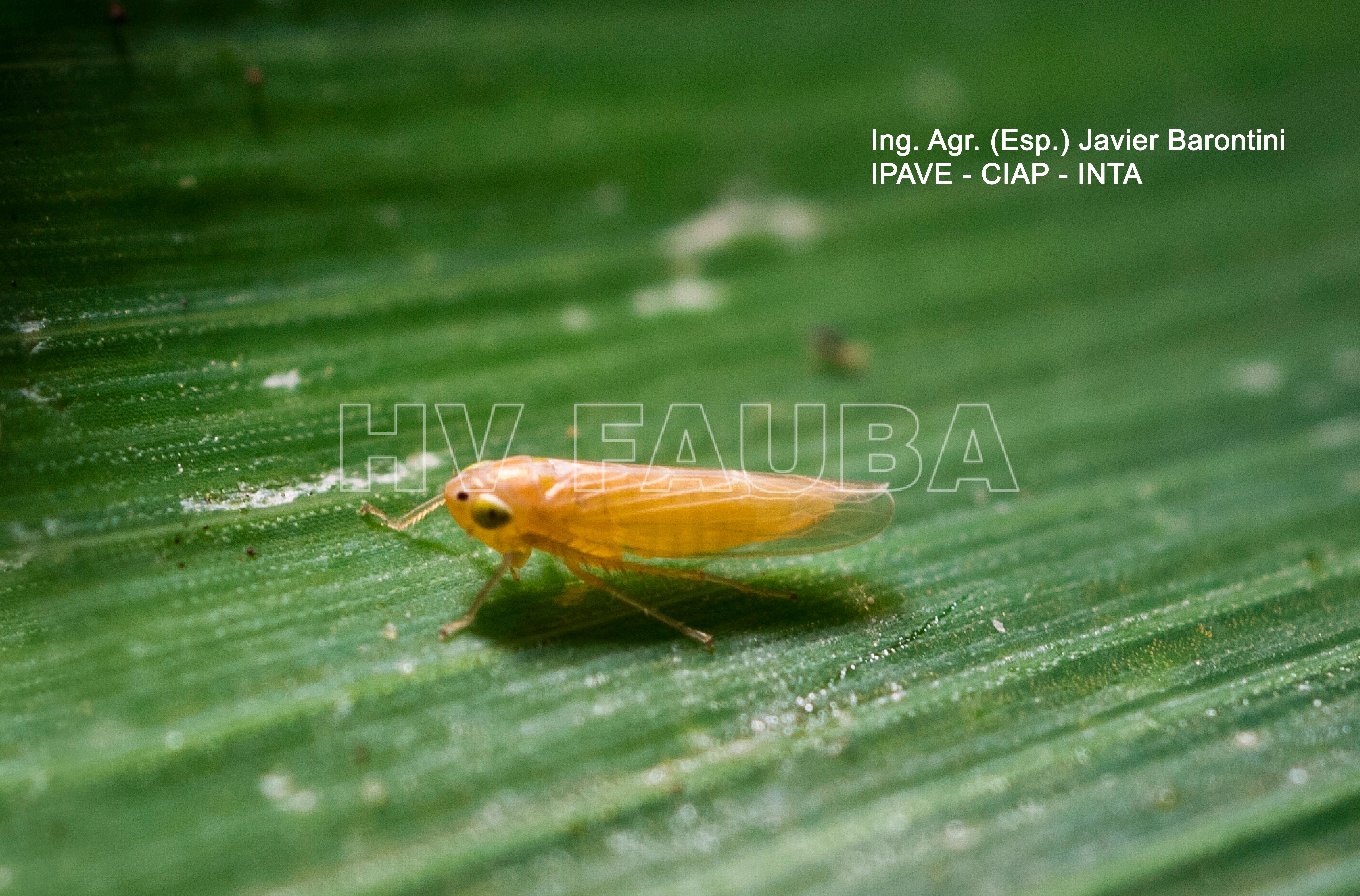 Dalbulus maidis, Insecto vector del Achaparramiento del maíz. Autor: Ing. Agr. (Esp.) Javier Barontini, IPAVE-CIAP-INTA.