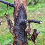 Cancro sobre rama de manzano. Autor: ACIMOVIC S. G., 2018