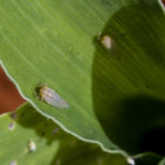 Chicharritas vectoras de Spiroplasma kunkelii alimentándose sore hojas de maíz.