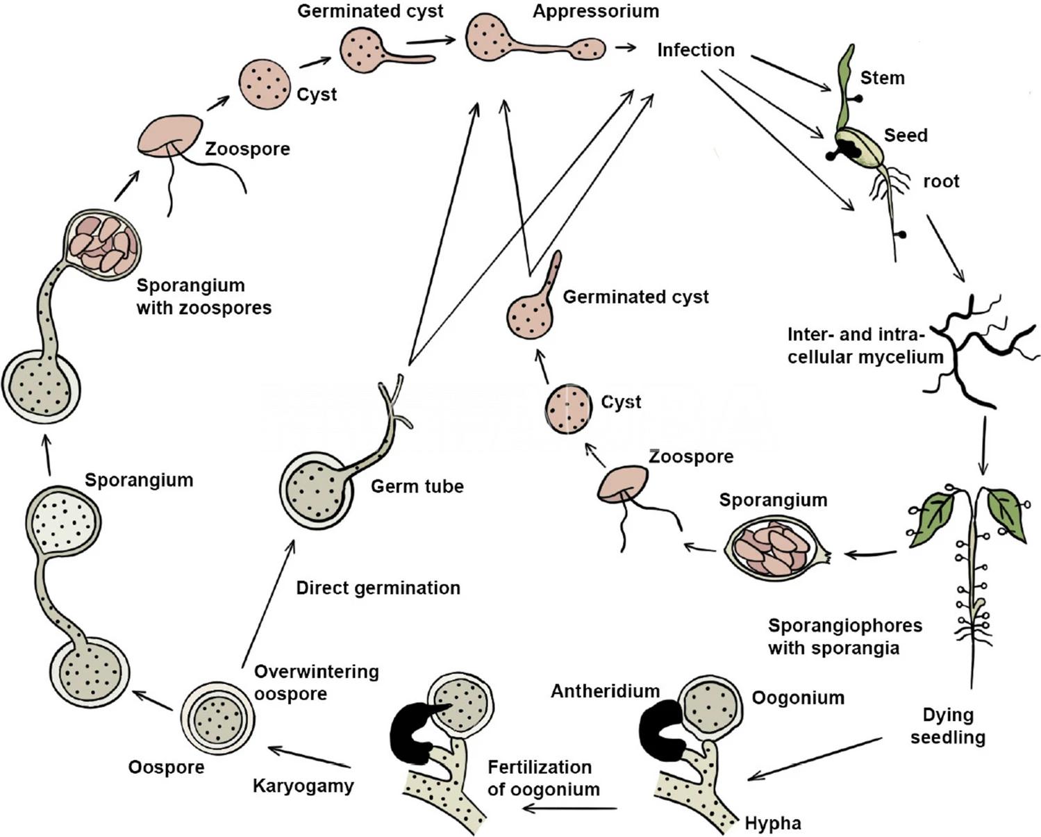 Ciclo biológico de Pythium spp. El ciclo agronómico se considera monocíclico. Autores: West et al. 2003; Jayawardena et al., 2020.