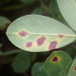 06 Síntomas de viruela temprana causada por C. arachidicola en el envés de los folíolos. Las manchas son de textura suave (sin esporulación) y de color marrón. Autor: John P. Damicone.