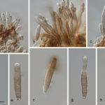 Características morfológicas de Nothopassalora personata. (a – c) conidióforos fasciculados, (d – h) conidios. Barras de escala = 10 μm. Autor: Bakhshi y Zare, 2020.