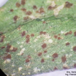 04 Roya de la alfalfa, causada por Uromyces striatus. Autores: Dra. Verónica Felipe, Ing. Francisco Sautua, Villa María, Córdoba, 2020.