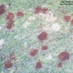 05 Roya de la alfalfa, causada por Uromyces striatus. Autores: Dra. Verónica Felipe, Ing. Francisco Sautua, Villa María, Córdoba, 2020.