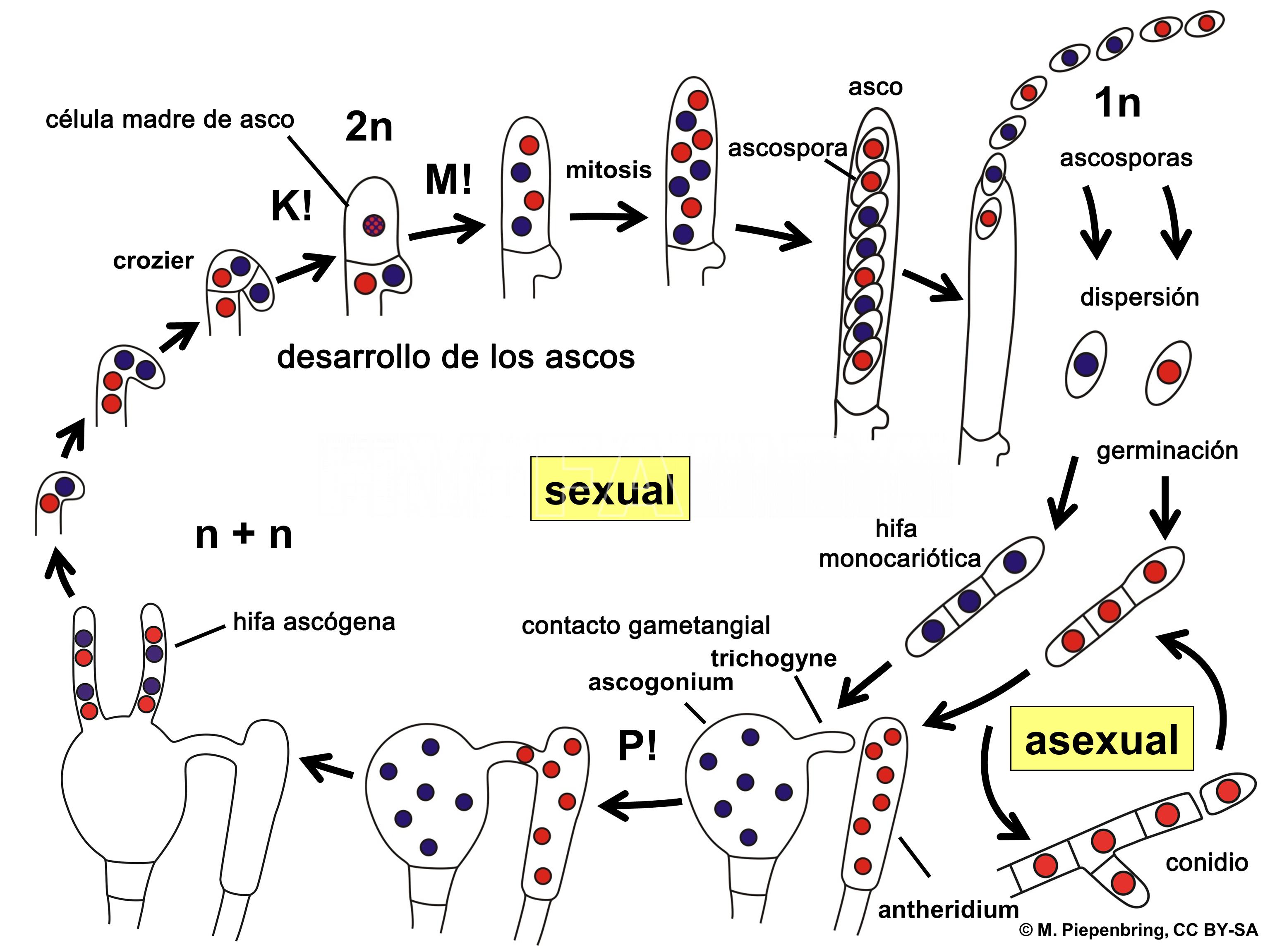 Representación esquemática del ciclo ampliado de vida de un hongo Ascomycota. P! = plasmogamia; K! = cariogamia; M! = meiosis; 2n = células diploides; 1n = células haploides; n + n = células dicarióticas.