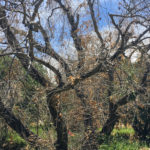 Síntomas del síndrome del decaimiento rápido del olivo por Xylella fastidiosa, variedad Arauco, en Aimogasta, La Rioja. Autor: Ing. Mónica Roca