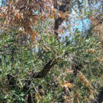 Síntomas del síndrome del decaimiento rápido del olivo por Xylella fastidiosa, variedad Arauco, en Aimogasta, La Rioja. Autor: Ing. Mónica Roca