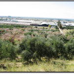 01 Vista panorámica de plantación de olivos afectada  en Aimogasta, provincia de La Rioja. Autor: Roca et al., 2014.