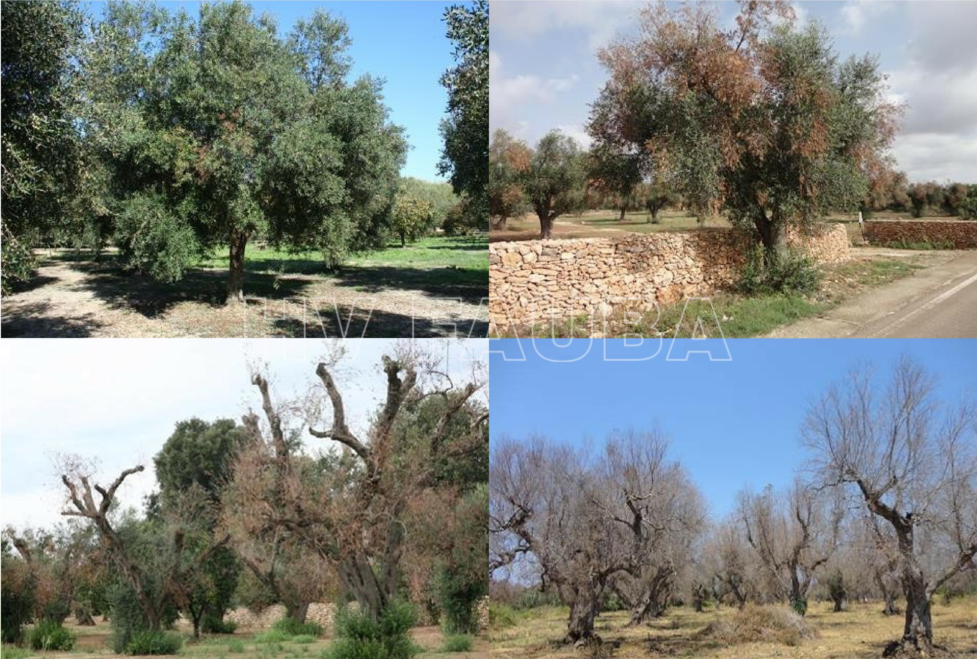 Evolución del síndrome del decaimiento rápido del olivo en el sur de Italia. Fuente: D. Boscia