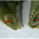 Decoloración del tallo de una planta de garbanzo infectada artificialmente por Fusarium oxysporum f. sp. ciceris. Planta sana a la izquierda. Autor: Jendoubi et al., 2017.