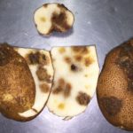Cepas más nuevas del Potato virus Y transmitidas por pulgones causan daños en los tejidos de los tubérculos. Autor: Washington State University