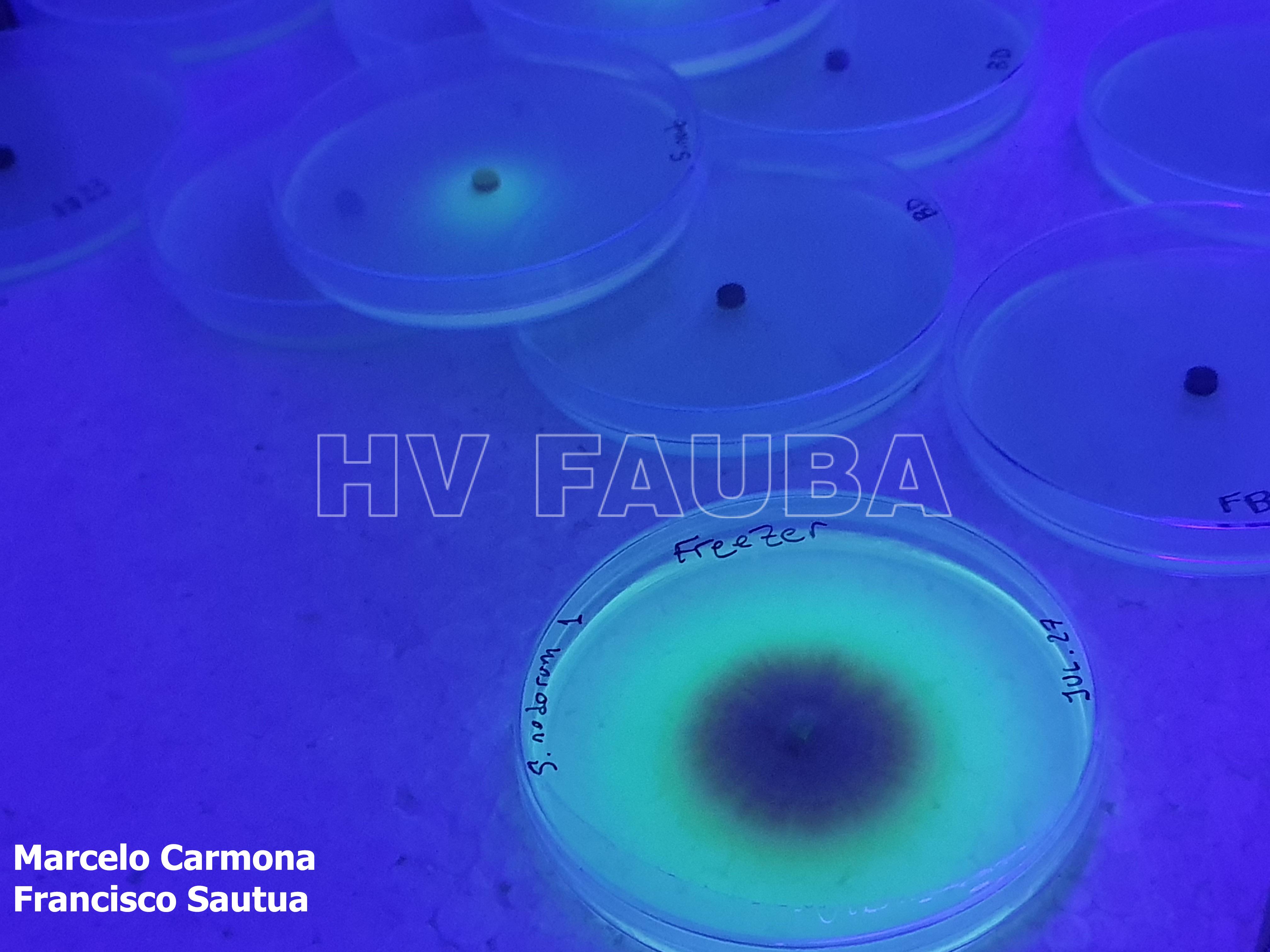 Fluorescencia de colonia de Parastagonospora nodorum