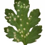 Superficie inferior de la hoja de crisantemo, mostrando teliosoros que se han vuelto blancos debido a la presencia de esporidios. Autor: Central Science Laboratory, York (GB) - Corona británica. EPPO Global Database.