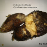 Síntomas de Podredumbre blanda de la papa, causada por  (Pectobacterium carotovorum subsp. carotovorum. Autor: Ing. Agr. Claudio  Baron.