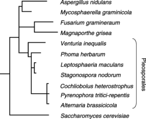 Resumen de la ubicación taxonómica de Stagonospora nodorum  (Parastagonospora nodorum). Autor: Solomon et al., 2006, adaptado de Goodwin  2004.
