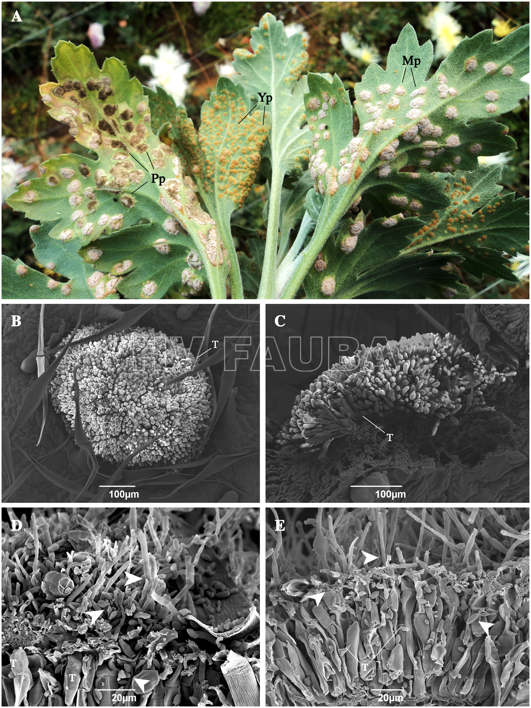 Telia de Puccinia horiana parasitada por hongos en el campo. (A) Hojas recolectadas del campo. Pp: pústula parasitada; Yp: pústula joven; Pf: pústula madura. (B-C) Pústulas no dañadas. (D-E) Pústulas dañadas con hongos morfológicamente similares al género Cladosporium. Las puntas de flecha indican estructuras que se asemejan a Cladosporium sp. T: teliosporas de P. horiana. Autor: Torres et al., 2017.
