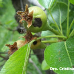 Síntomas de sarna del peral en hoja y fruto en crecimiento. Autor: Dra. Cristina Sosa