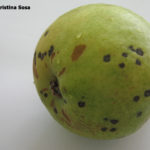 Síntomas de sarna del peral en fruto en conservación. Autor: Dra. Cristina Sosa