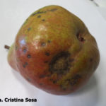 Síntomas de sarna del peral en fruto, infecciones primarias y secundarias. Autor: Dra. Cristina Sosa