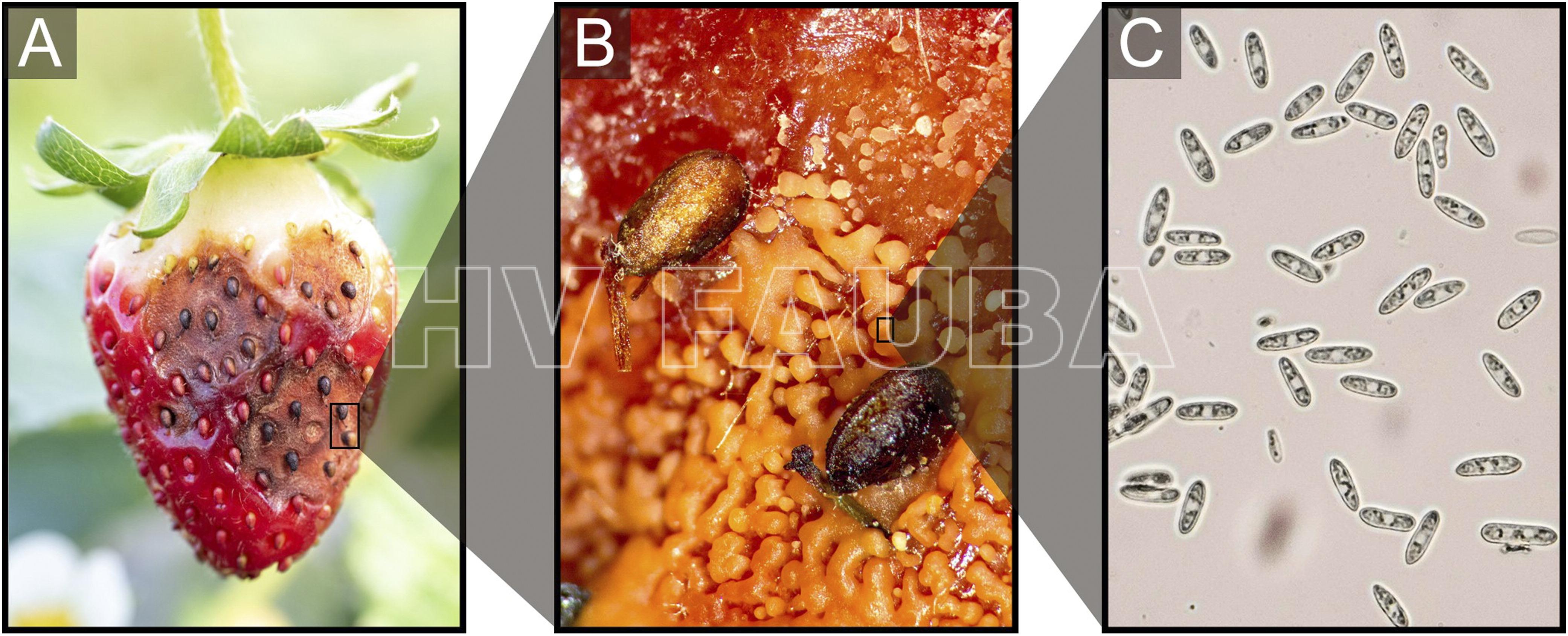Síntomas y signos de pudrición de frutilla por antracnosis causado por Colletotrichum spp. (A) frutilla madura infectada por C. acutatum; (B) imagen con lupa de masas de esporas (conidios) en matriz mucilaginosa de C. acutatum en una lesión de antracnosis; (C) imagen microscópica de esporas (conidios) de C. acutatum. Autor: Dowling et al., 2020.