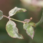 GCMGA_1571 Powdery mildew on rose leaves