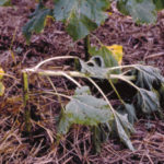 Phomopsis-stem-canker-in-sunflower_W640