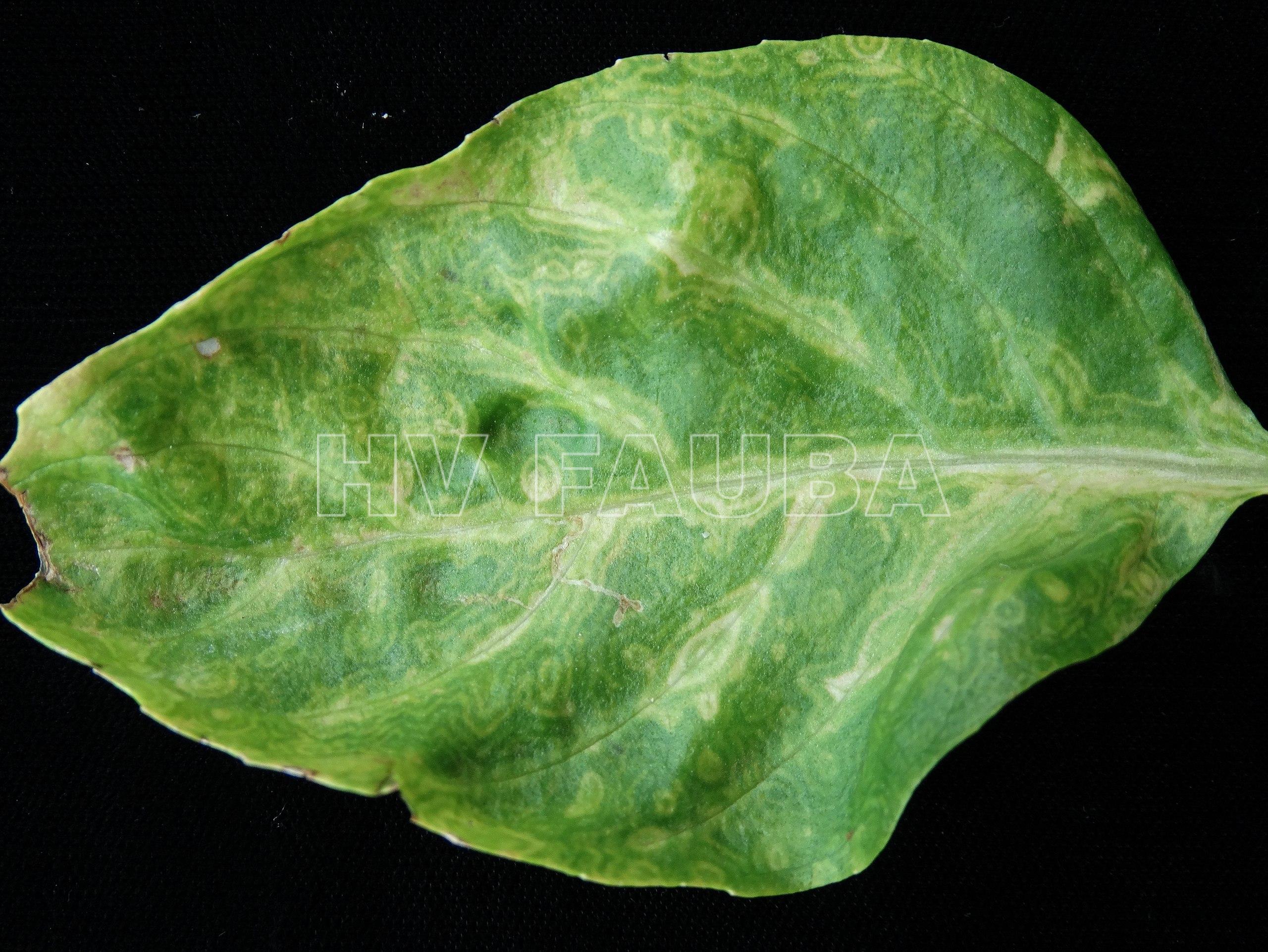 Síntomas de peste negra causado por el Tomato spotted wilt virus (TSWV) albahaca (Ocimum basilicum). Autor: Scot Nelson.