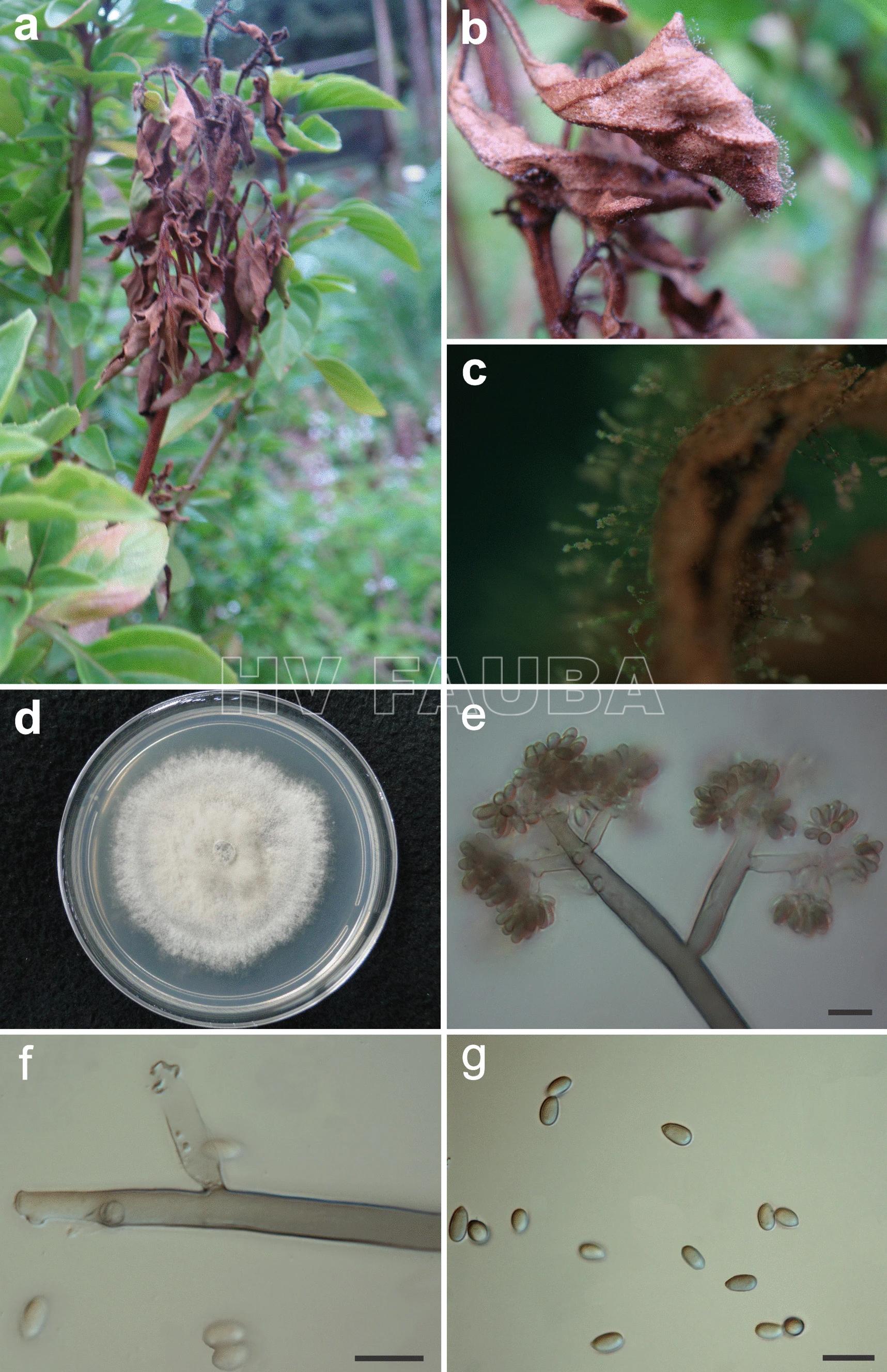 Botrytis cinerea causa el moho gris en Ocimum basilicum. (A) Síntomas de tizón y muerte regresiva de las ramas de la planta en el campo. (B) Esporulación de B. cinerea en hoja necrótica. (C) Primer plano de la esporulación en hojas de albahaca muerta. (D) Cultivo puro de B. cinerea aislado de albahaca. (E) Ápice del conidióforo. (F) Células conidiógenas. (G) Conidios. Barras = 50 µm (e), 20 µm (f, g). Autor: de Oliveira Lopes et al., 2021.