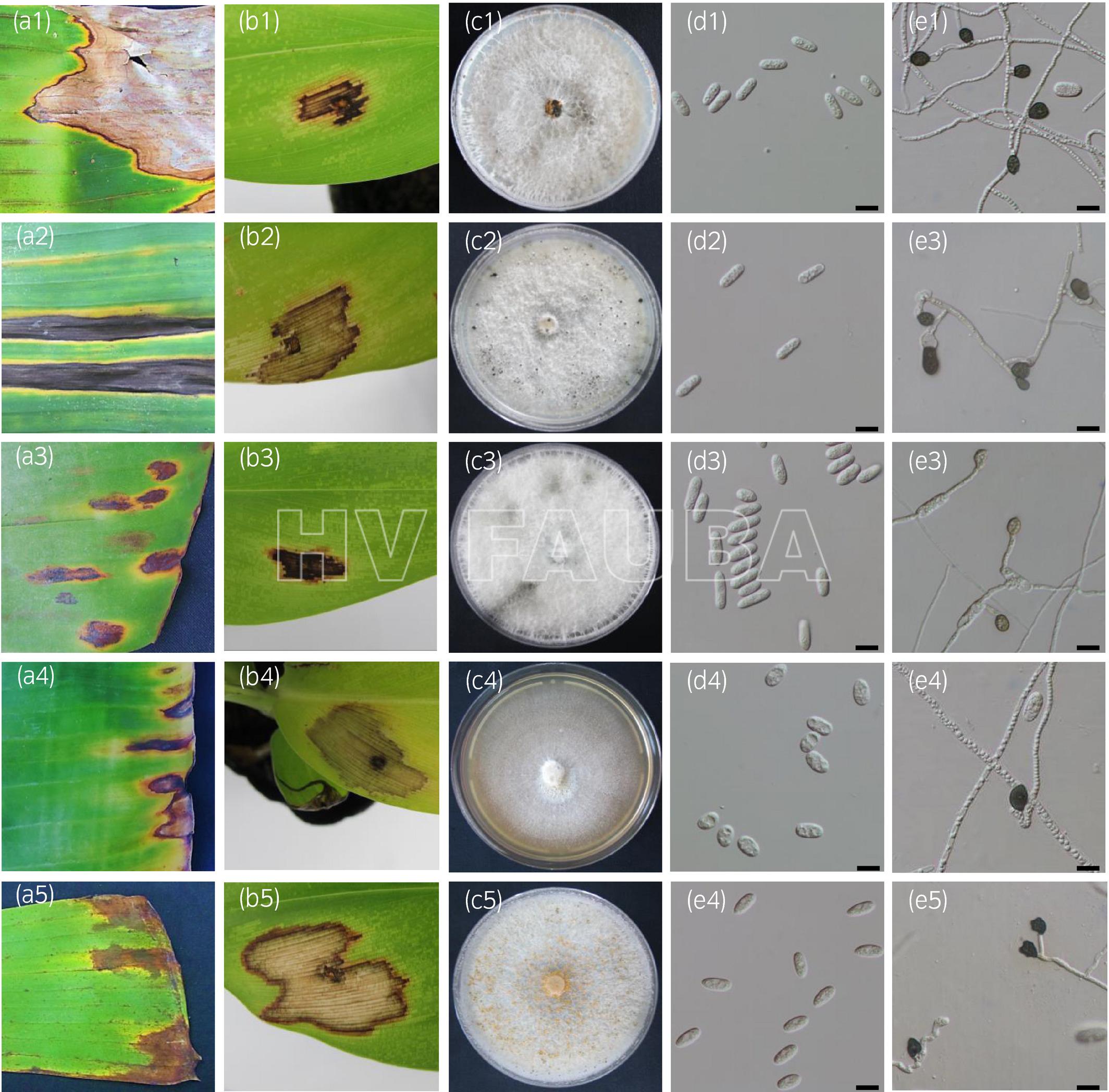 Características de cinco especies de Colletotrichum obtenidas de banano en China. Cada especie está representada en cinco imágenes (a – e). (a) Síntomas en hojas de banano; (b) lesión en hojas de banano en prueba de patogenicidad, 15 días después de la inoculación e incubación a 28 ℃; (c) morfología de la colonia en agar papa dextrosa después de 10 días a 28 °C; (d) conidios; (e) apresorios miceliales. Las placas 1 a 5 se refieren respectivamente a C. fructicola, C. cliviicola, C. siamense, C. karstii y C. musae. Barra de escala = 10 μm. Autor: Huang et al., 2021.