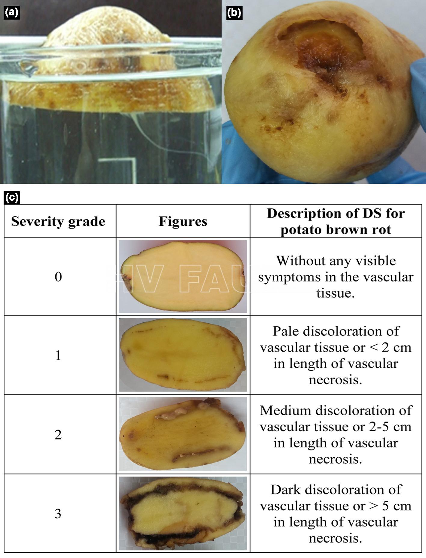 Pudrición parda de la patata en tubérculos. (a) Exudado bacteriano (prueba de flujo) en un vaso con agua (cv. Lady Claire), (b) Síntomas externos (cv. Brooke), (c) Síntomas internos (cv. Brooke) presentados como diagrama utilizado para la estimación de la intensidad de la enfermedad. Las imágenes son de infecciones naturales. Autor: Marković et al., 2021.