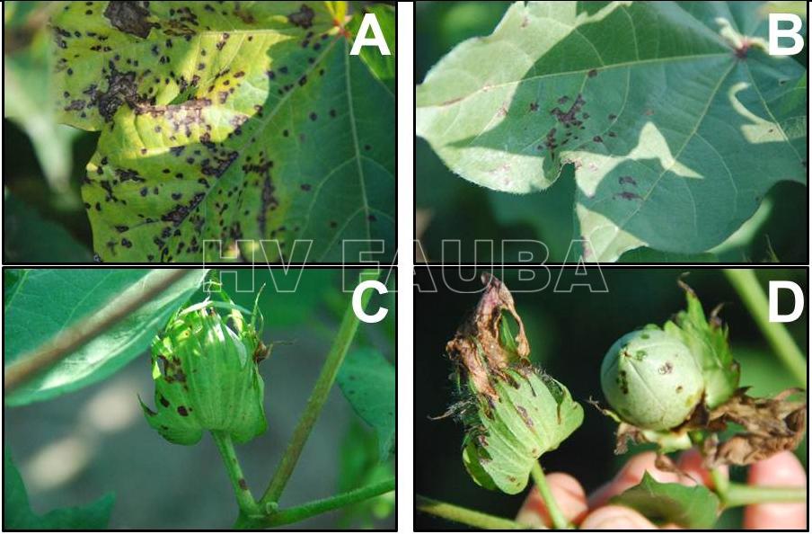 Lesiones típicas de tizón bacteriano en hojas de algodón (A y B), brácteas (C), y pimpollos florales  (D) infectadas con Xanthomonas axonopodis pv. malvacearum. Autor: Tom Allen