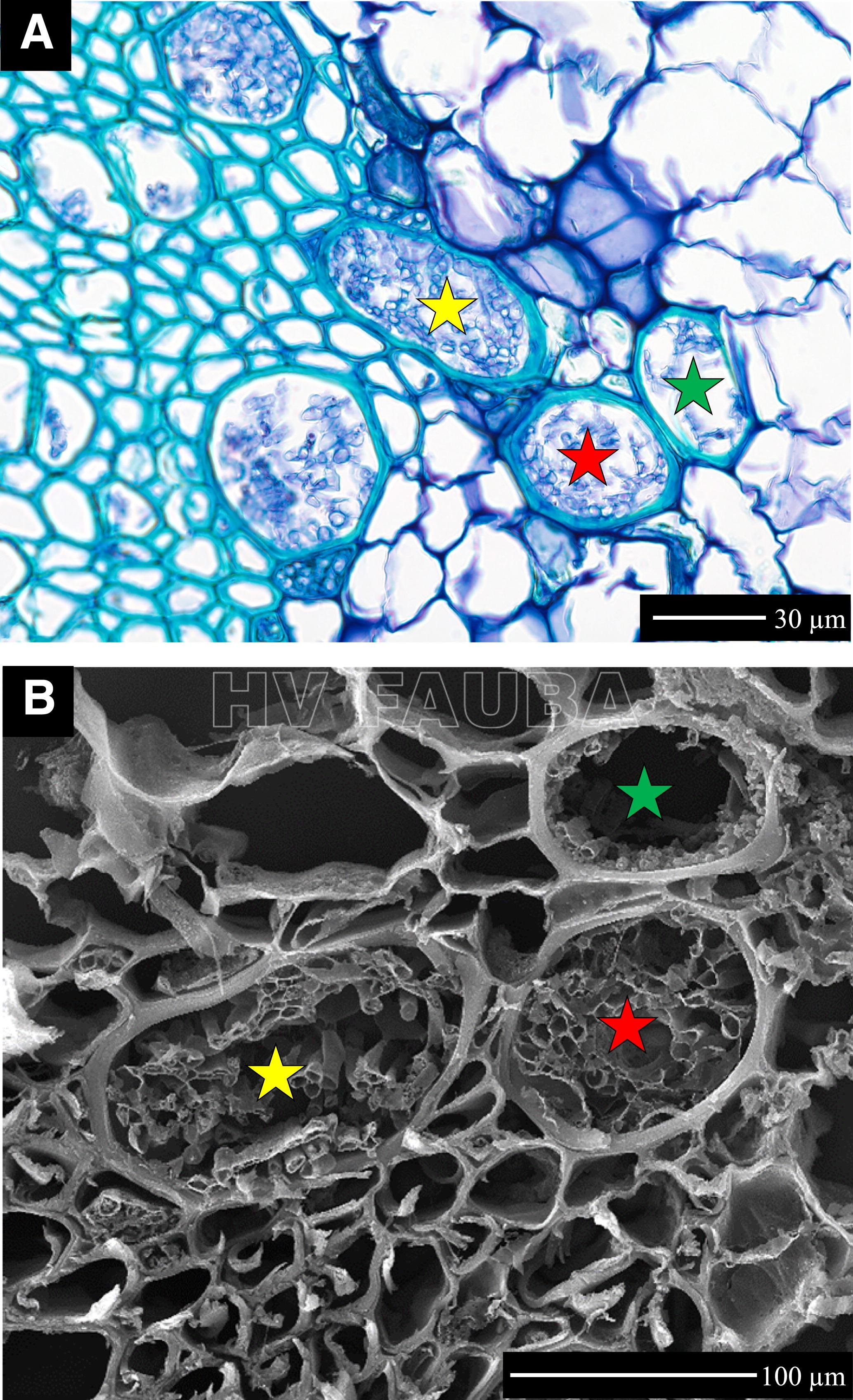 Fusarium oxysporum f. sp. lycopersici en tallo de una variedad de tomate susceptible que muestra hifas en los vasos del xilema. A, microscopía óptica en una sección transversal de 60× de tallo de tomate teñido con azul de toluidina. B, Misma región que en A pero con microscopía electrónica de barrido (SEM) a 2182 aumentos. Las estrellas indican los vasos del xilema correspondientes en A y B. Barra de escala = 30 µm en A y 100 µm en B. Autor: Caldwell y Iyer-Pascuzzi, 2019.
