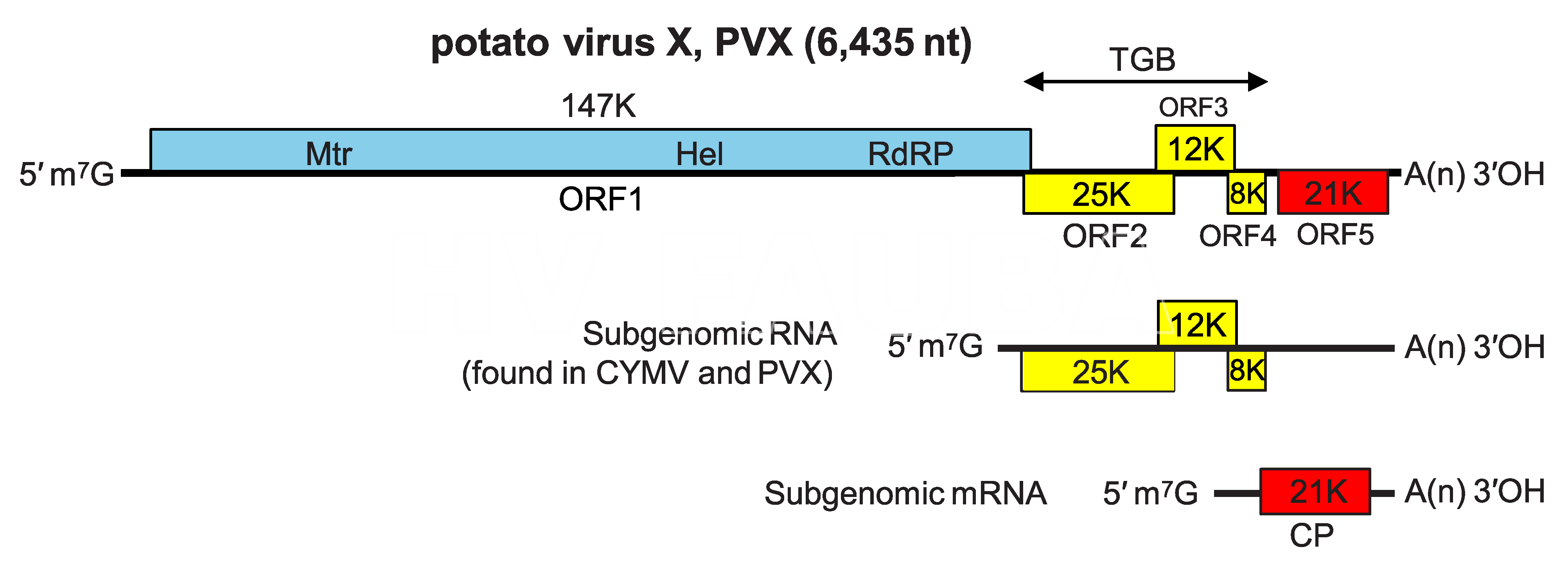 Organización y expresión del genoma del virus X de la papa. Mtr = metiltransferasa; Hel =  helicasa; RdRP = ARN polimerasa dirigida por ARN; TGB = bloqueo de triple gen; CP = proteína de la cápside. Fuente: ICTV