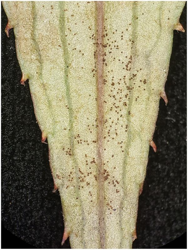 Fructificaciones de Podosphaera xanthii en la superficie de la hoja abaxial de Impatiens hawkeri. Autor: Choi et al., 2021