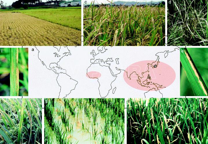 Distribución geográfica y síntomas del tizón bacteriano (TB) y la estría bacteriana de la hoja (EBH, causada por  Xanthomonas oryzae pv. oryzicola) del arroz. (b) Parcela de arroz severamente afectada por TB. (c) Plantas de arroz en la fase de maduración que muestran síntomas de TB. (d) TB avanzado. (e) Primer plano de los síntomas de TB. (f) Síndrome de la hoja de color amarillo pálido causado por el patógeno TB. (g) Tizón de las plántulas o síndrome de "kresek" causado por el patógeno TB. (h) EBH. (i) Primer plano de los síntomas de EBH; las gotas de exudado bacteriano crean una apariencia punteada. Autor: Niño-Liu et al., 2006.