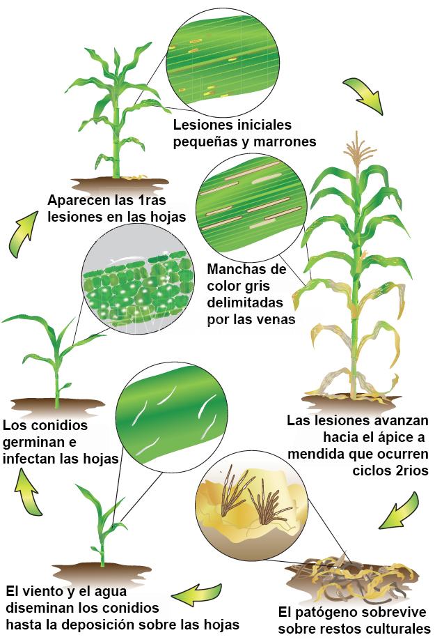 Ciclo de la mancha gris o rectangular del maíz, causada por Cercospora zeae-maydis. Fuente: https://cropprotectionnetwork.org/