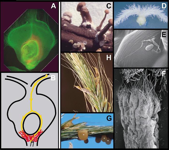 Estilo de vida patógeno de C. purpurea. (A, B) Colonización del ovario de centeno. (A) Corte transversal, 4 dpi, teñido con azul anilina; (B) vista esquemática, las flechas amarillas y rojas indican la ruta de infección por el hongo. (C – H) Ciclo de etapas seleccionadas de la vida. (C) Esclerocio en germinación con estromas que contienen ascos; (D) ovario de centeno; (E) germinación de conidiosporas con crecimiento hifal subcuticular hacia la unión celular; (F) esfacelio; (G) espiga de centeno con melaza; (H) espiga de centeno madura con esclerocios. Autor: Tudzynski y Scheffer, 2004.