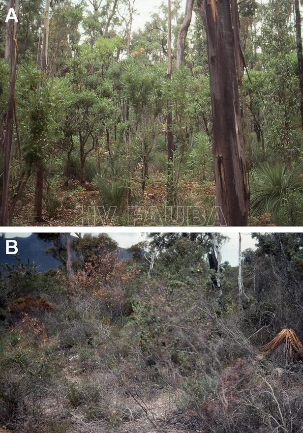 (A) área no infectada dentro de un bosque de eucaliptos al sur de Perth, Australia, dominada por especies de Eucalyptus marginata, Banksia grandis y Xanthorea (grasstrees). (B) Las especies de Xanthorea y muchas plantas proteáceas en Australia Occidental son altamente susceptibles a P. cinnamomi. Cuando está presente, P. cinnamomi cambia drásticamente la composición floral de la región, con especies más resistentes, como acacias, juncos y juncos, reemplazando las plantas que han sido muertas. Autor: Hardham y Blackman, 2018