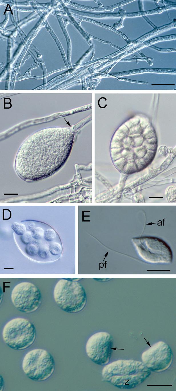 Estructuras de reproducción asexual de Phytophthora cinnamomi. (A) Hifas vegetativas. (B) Zoosporangio maduro, sin hendir, que está sellado de la hifa subyacente por un tabique (flecha). (C) Zoosporangio escindido en el que se han formado dominios uninucleados mediante el desarrollo de un sistema de membranas de escisión que se convertirán en las membranas plasmáticas de las futuras zoosporas. (D) Liberación de zoosporas de un zoosporangio a través de un poro apical. (E) Una zoospora biflagelada. Los dos flagelos emergen del surco a lo largo de la superficie ventral de la zoospora. El flagelo anterior (af) se proyecta hacia adelante y tira de la célula. El flagelo posterior (pf) se arrastra detrás de la zoospora y funciona para cambiar la dirección de la natación. (F) Una zoospora (z) y seis quistes jóvenes, dos de los cuales aún conservan la región inicialmente plana (flechas) correspondiente a la superficie ventral de la zoospora. Barras, 10 µm. Autor: Hardham y Blackman, 2018