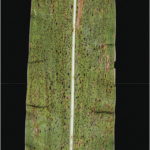 Cuerpos de fructificación de Phyllachora maydis en el follaje, que se asemejan a "manchas de alquitrán".
Autor: Valle-Torres et al., 2020.